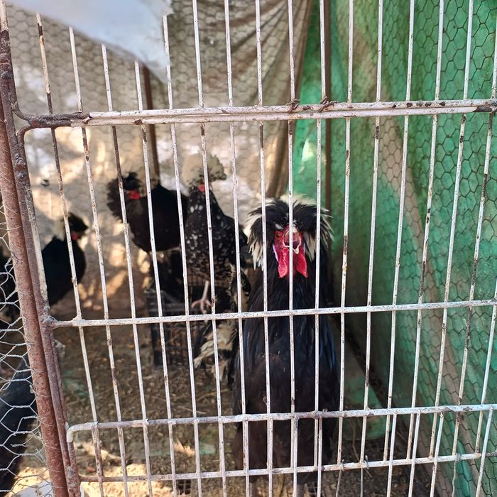 Vând cocosi moțati olandezi