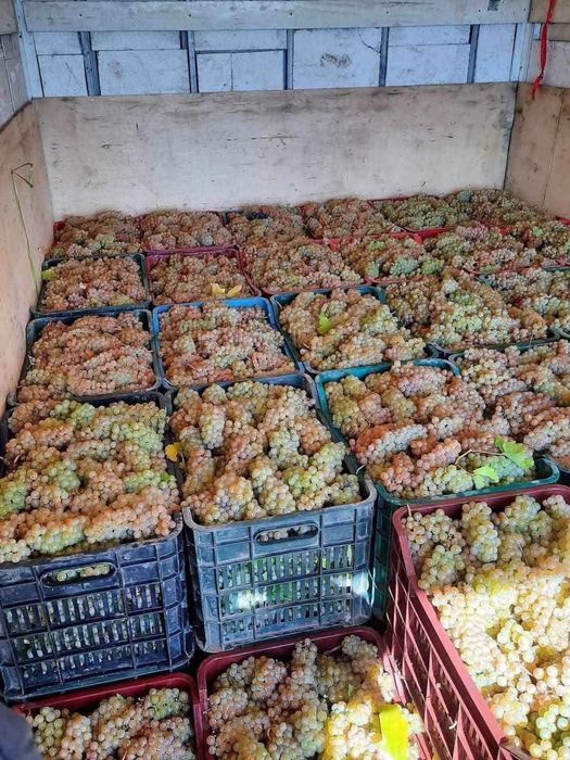 Struguri pentru vin diverse soiuri