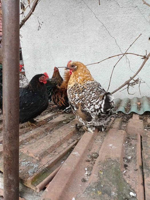 Vind pui gainuse pitice