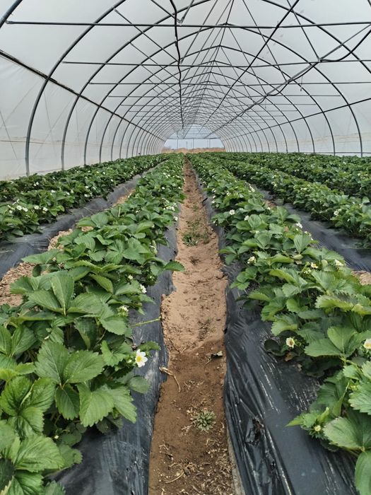 Stoloni de capsuna Aprica si Murano