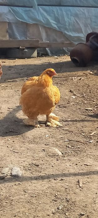 Продам домашних кур и петухов