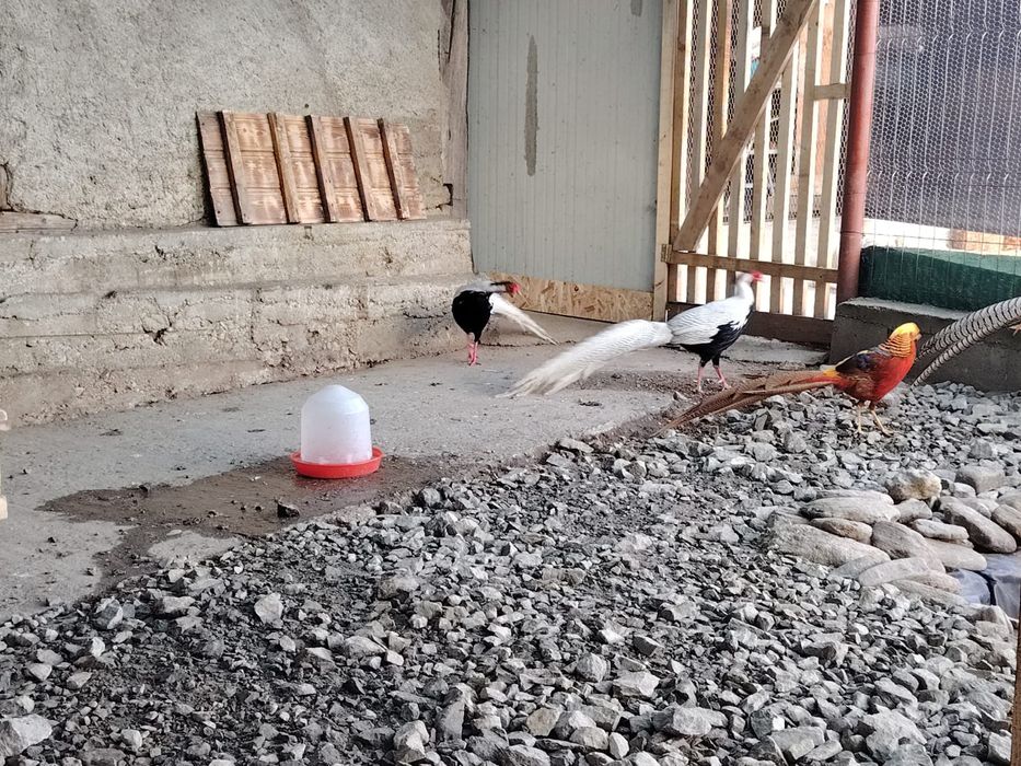 Vind Rate mandarine o pereche de îndiene un gascan de pomenaria