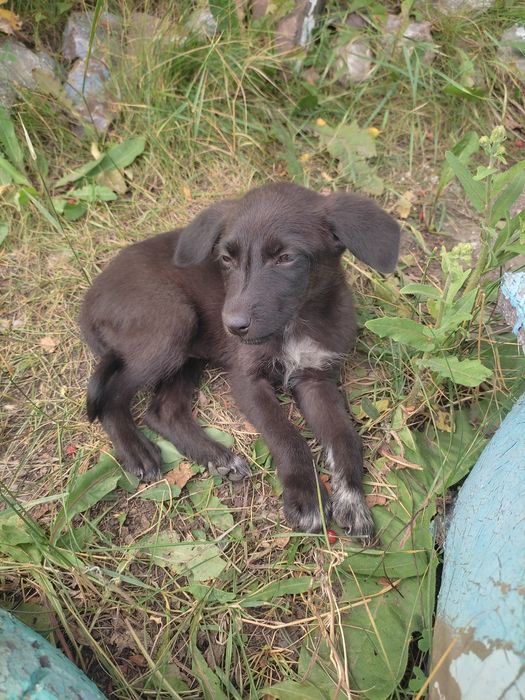 Щенки звоночки в добрые руки