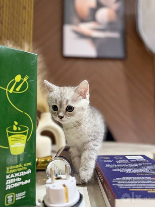 Britanskiy strayt mushuklar sotiladi.  Продам британских котят