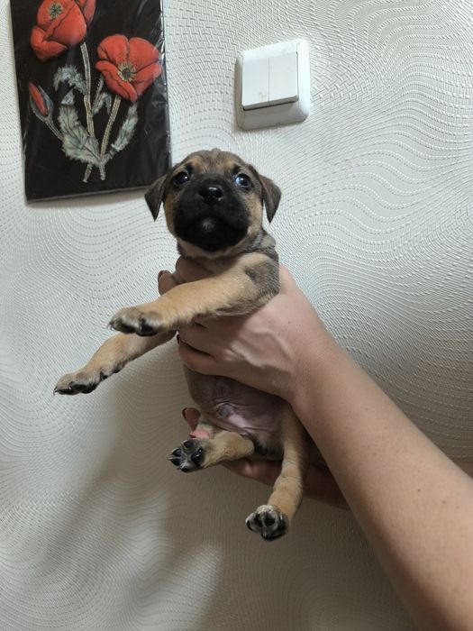 Шустряки подрастающие