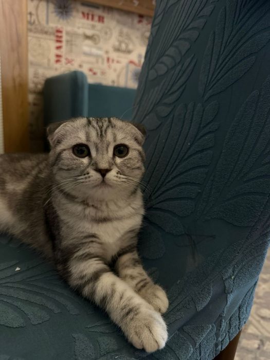 Продам котенка Британец