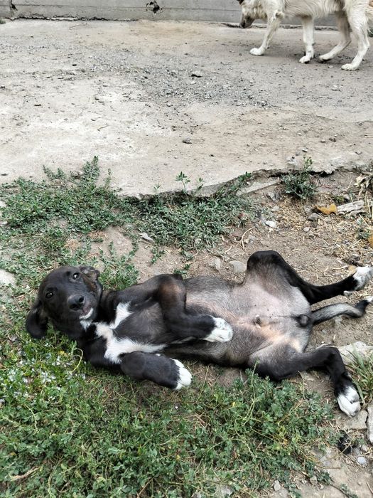 Щеночек мальчик бесплатно