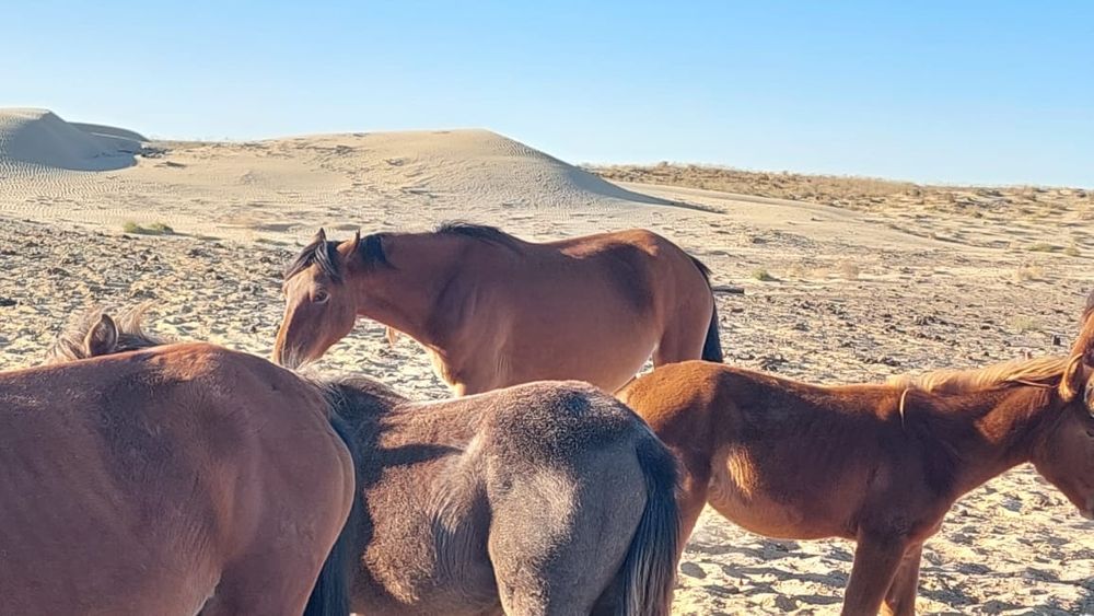 Уйир сатылады и. Пппрррр