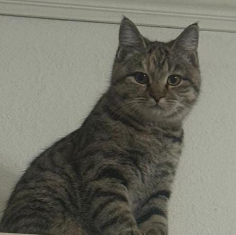 Отдам стерилизованную кошечку