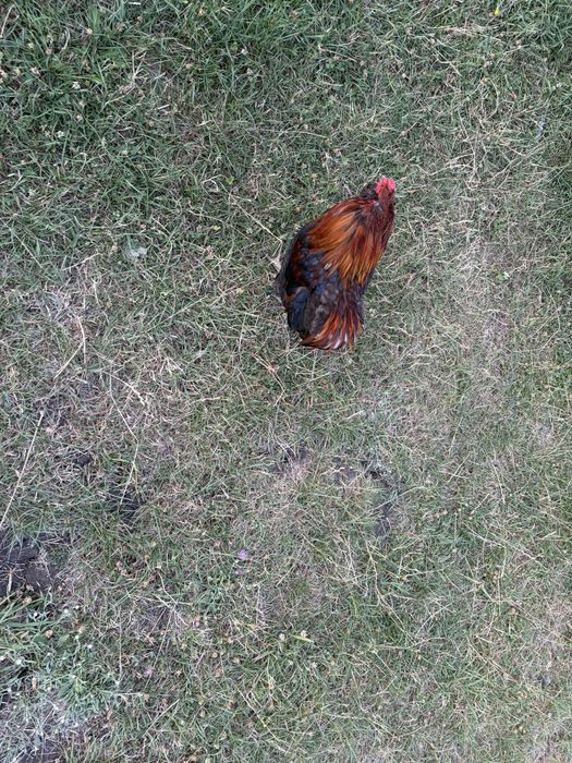 Vand 2 cocosi- araucana si matase japoneza