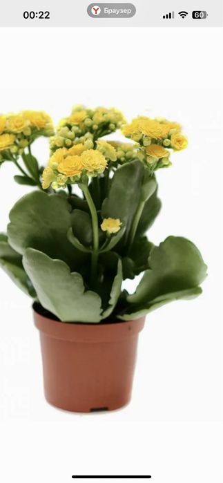 Продам комн. цветы