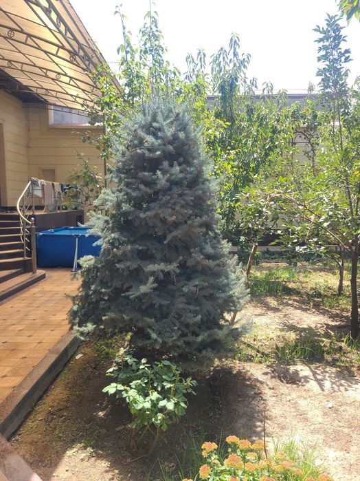Golubaya yel,rost 2,50,,,2та бор