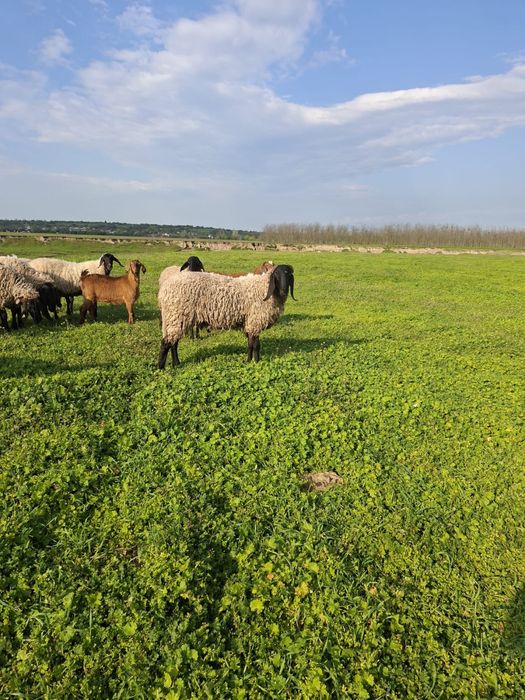 Berbec sârbesc noatin