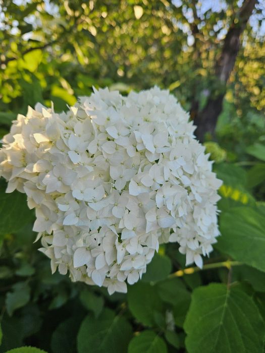 Цветок Гортензия