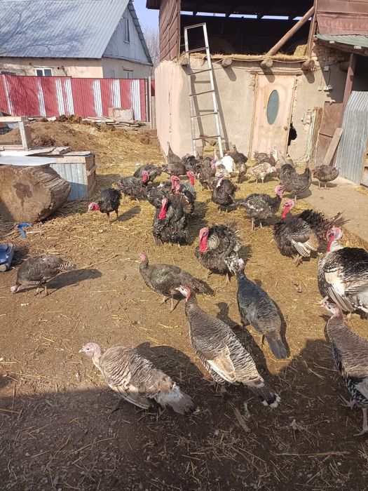 Үндіктер сатылады жақсы бағадан