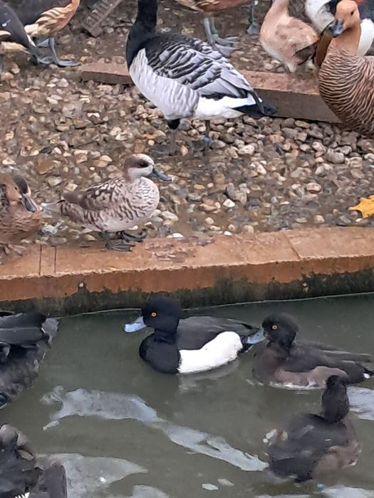 Vand pasari de ornament