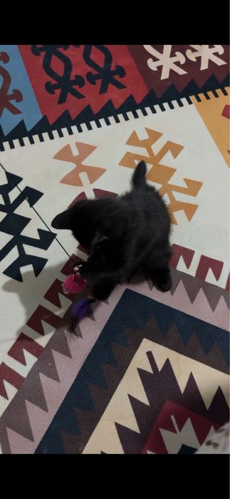 Отдаю котенка в хорошие руки