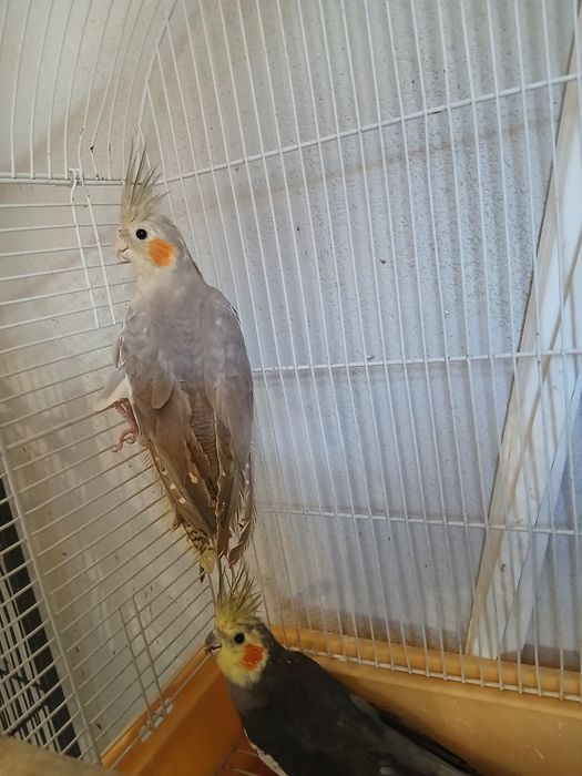Nimfe reproducătoare