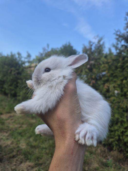 Pui iepurași cap de leu