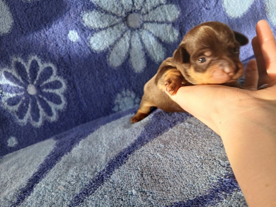 Мини Той -Пинчер  Милые мини Щеночки.