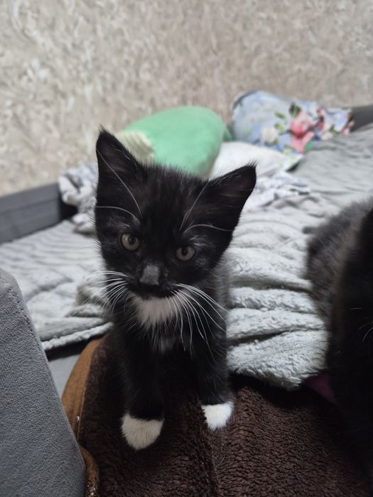 Отдам котят в хорошие руки