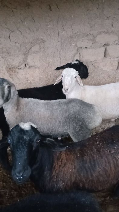 Qurbonlika qoyla sotiladi