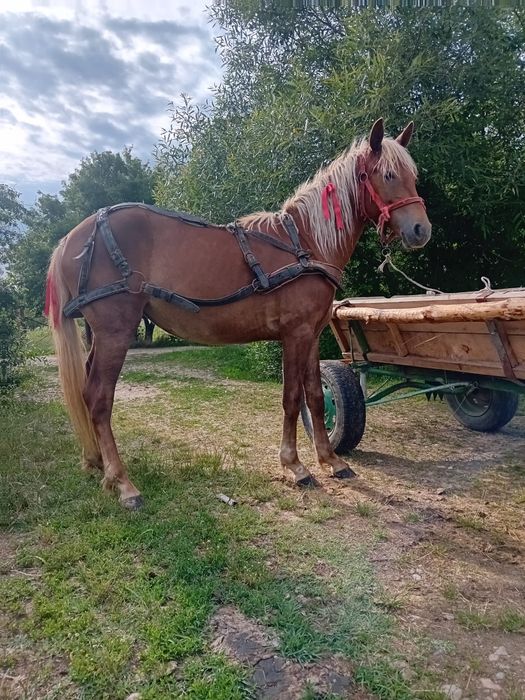 Vând manza 2 ani pusa o data la căruță