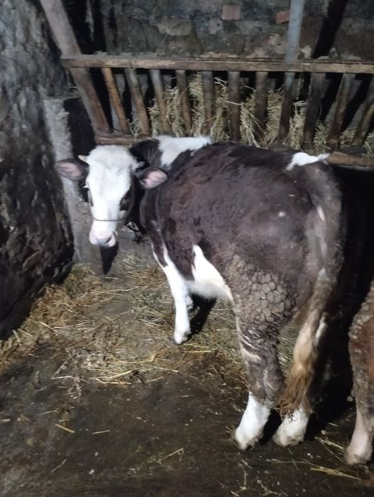 Vițel și vițea de