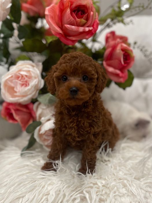 Caniche pitic/Poodle Toy cu Factura-Carnet-Microcip-Livrare Bucuresti