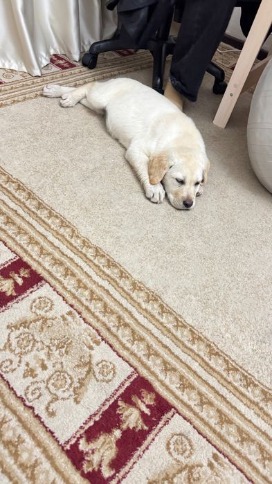 Лабрадор щенок, девочка 2,5 мес