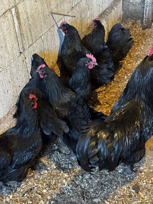 Vand oua Australorp