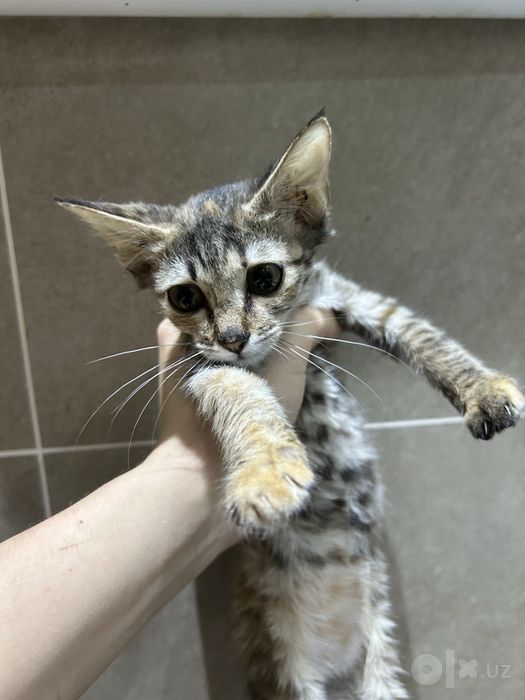 Котенок в добрые руки