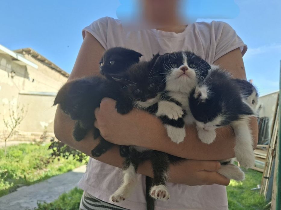 Вислоухие котята в хорошие руки!