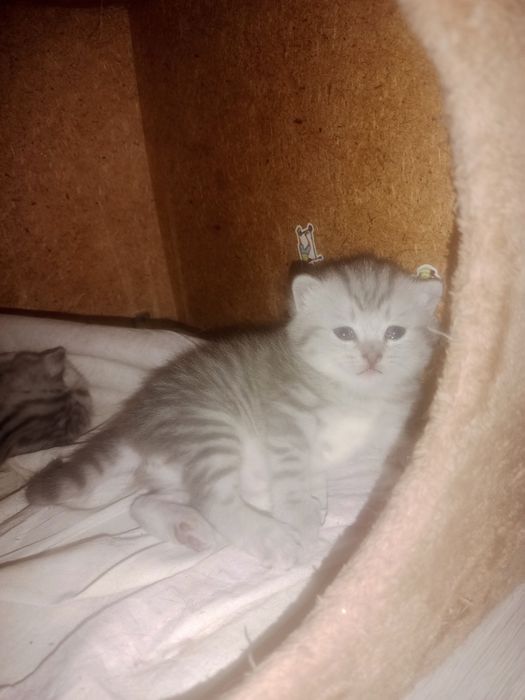 Шотландский котята