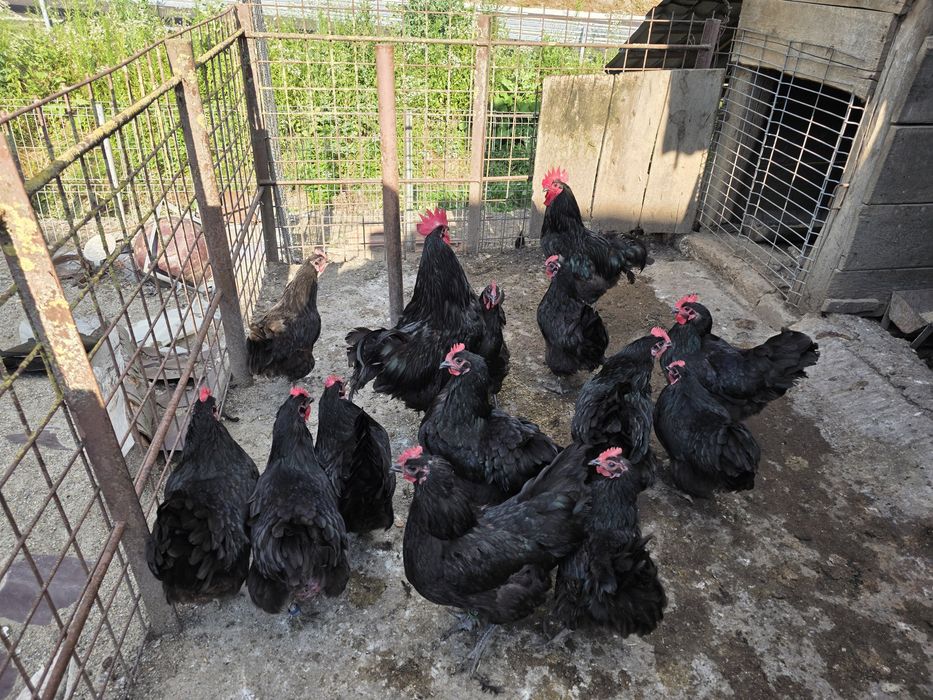 Gaini de rasa Australorp negru