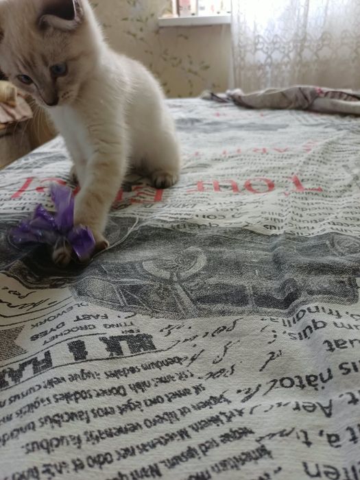 Кошка  вислоухая