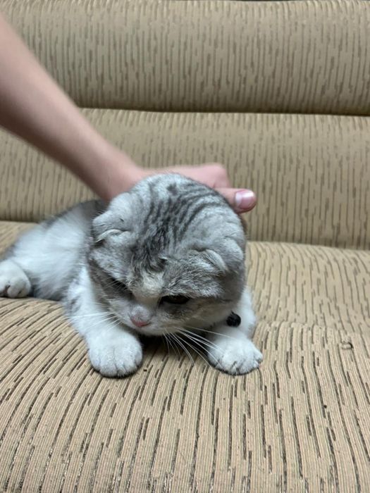 Продам кота в свящи с переездом