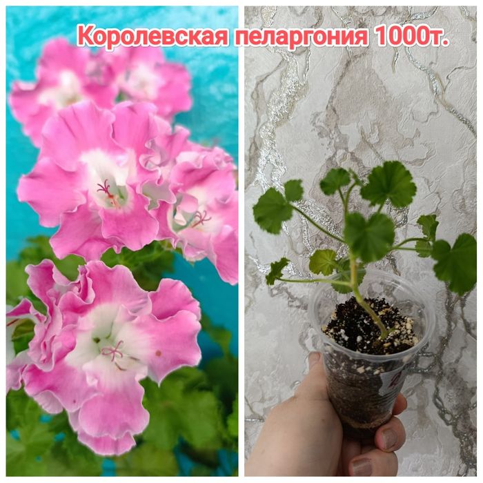 Пеларгония    кжби