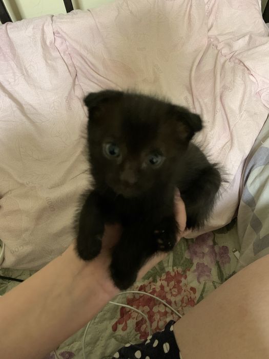 Вислоухая девочка