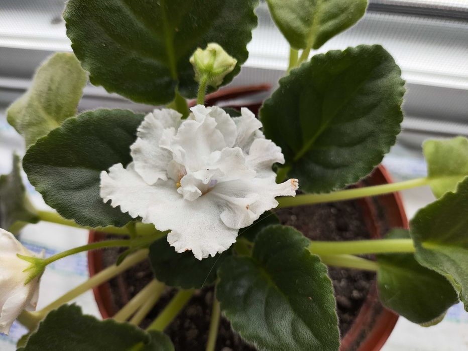 Продам комнатные фиалки