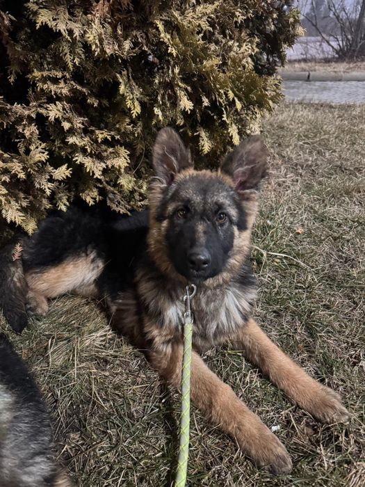 Продается щенок немецкой овчарки(девочка)