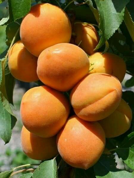 Pomi Fructiferi Columnari (Soiuri De Cais )