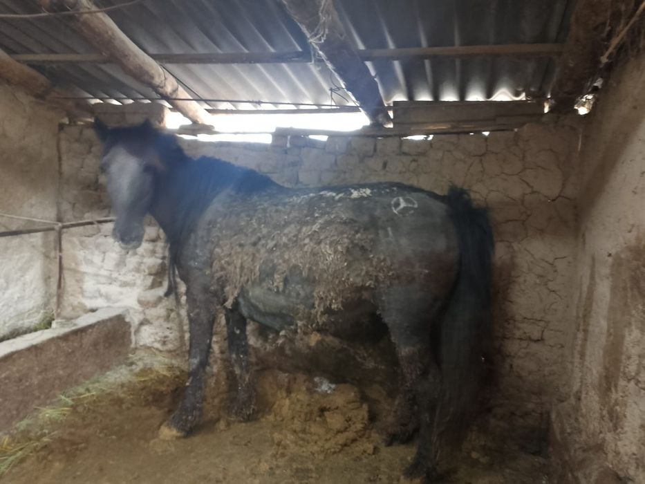 Жылкы еты Конина