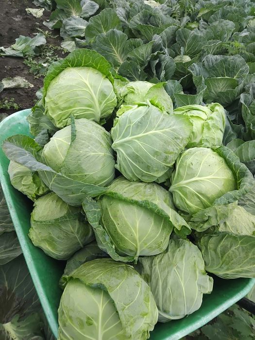 Varză 1.5 lei kilogramul