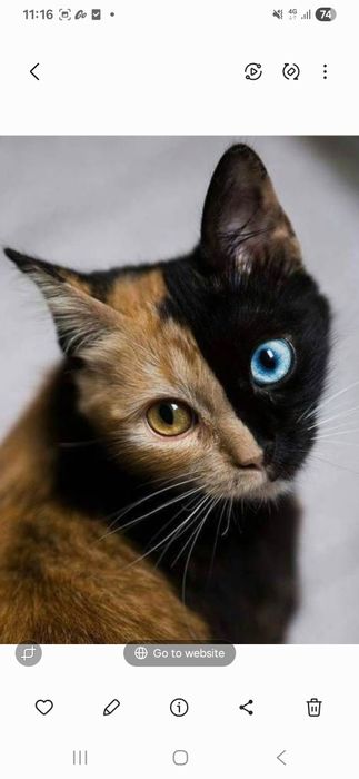 Кошка окраса Химера