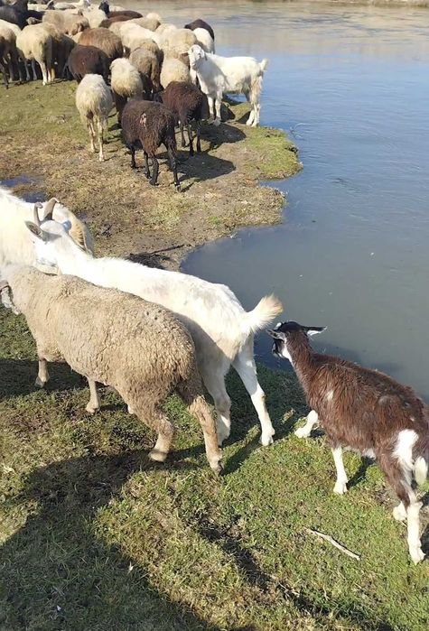 Ешкілер сатылады