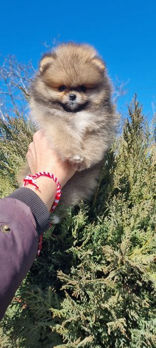 Померан померанче