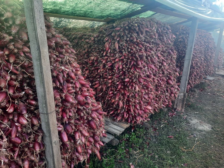 Ceapa rosie de apa Potoceni