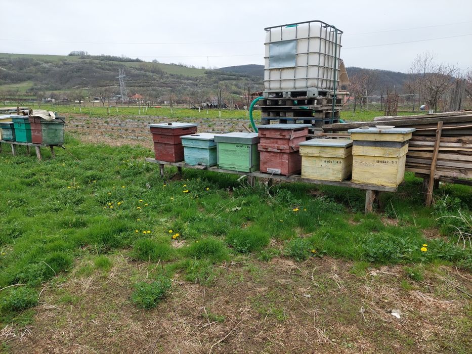 Lazi albine în stare buna