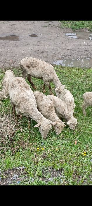 Продам Баран с ягнятами.